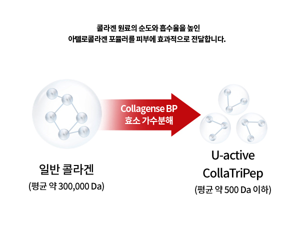 콜라겐 원료의 순도와 흡수율을 높인 아텔로콜라겐 포뮬러를 피부에 효과적으로 전달합니다. 일반 콜라겐(평균 약 300,000 Da) Collagense BP 효소 가수 분해 -> U-active CollaTriPep (평균 약 500 Da 이하)