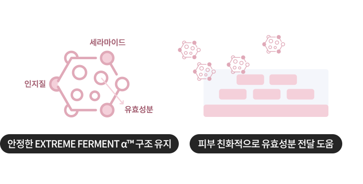 안정한 PRO FERMENT α™ 구조 유지하고 피부친화적으로 유효성분 전달 도움
