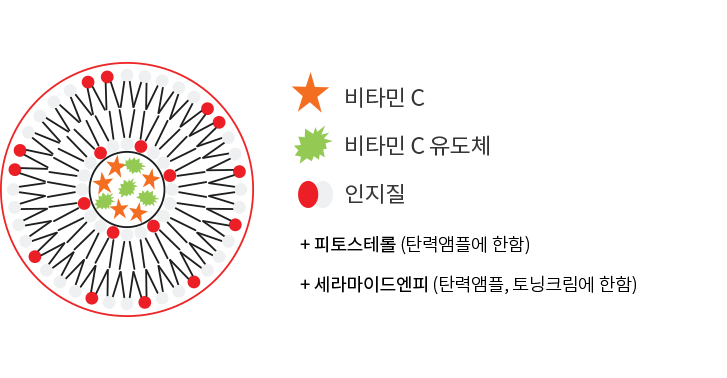 비타민 C, 비타민 C 유도체, 인지질 +피토스테롤(탄력앰플에 한함) + 세라마이드엔피(탄력앰풀, 토닝크림에 한함)